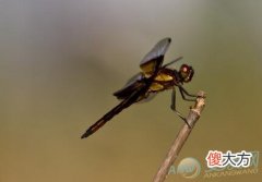 梦见蜻蜓(图文)