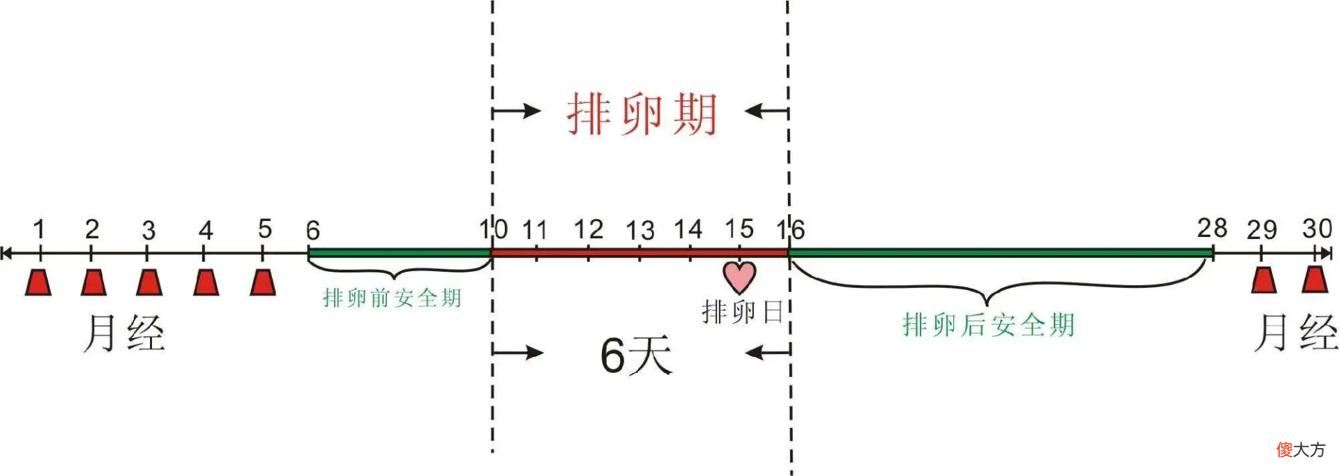 人类女性演化时究竟遭遇了什么？为什么会隐藏自己的排卵期呢？