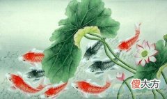 孕妇梦见鲤鱼(图文)