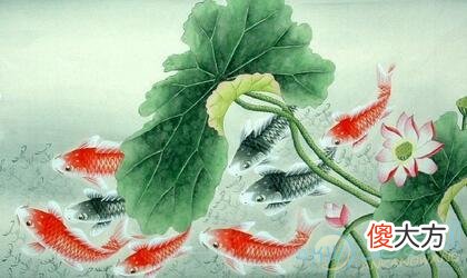 孕妇梦见鲤鱼(图文)