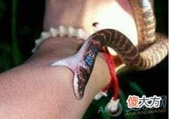 梦境解析 梦见被蛇咬出血了是吉是凶？(图文)