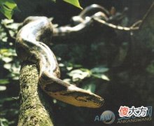 孕妇梦见蟒蛇好不好(图文)