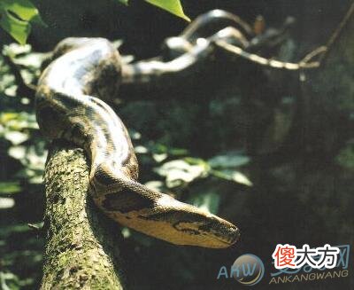 孕妇梦见蟒蛇好不好(图文)