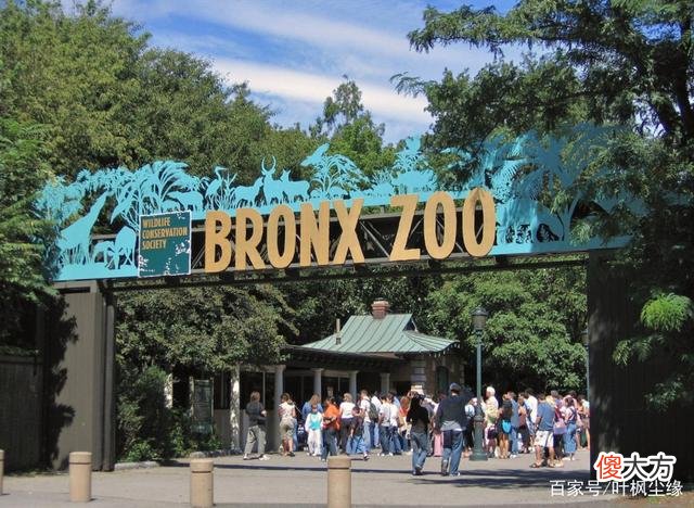 非洲矮人族：人均寿命30多，8岁可以结婚生子，曾被当做动物展览