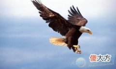 做梦梦见老鹰好不好(图文)