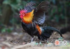 详解梦见被公鸡追所具有的吉凶变化(图文)