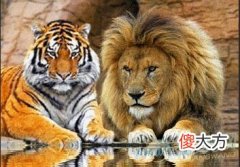 梦见狮子老虎(图文)