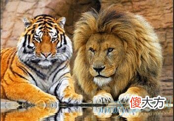 梦见狮子老虎(图文)