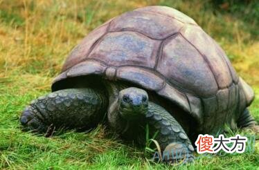 孕妇梦见乌龟好不好(图文)