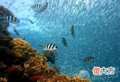 梦见水里有鱼(图文)