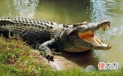 梦见大鳄鱼(图文)
