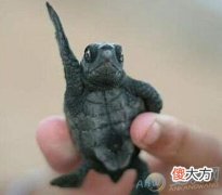 怀孕梦见乌龟(图文)