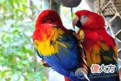 梦境分析 做梦梦见会说话的动物好不好？(图文)