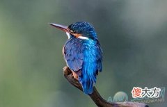 梦见翠鸟(图文)