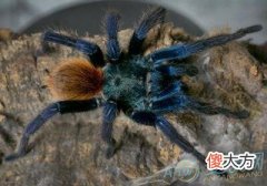 梦见毒蜘蛛(图文)