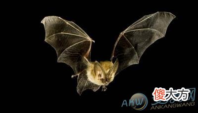梦见蝙蝠(图文)