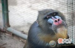 梦见狒狒(图文)