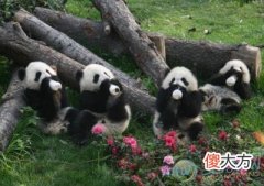 梦见熊猫(图文)
