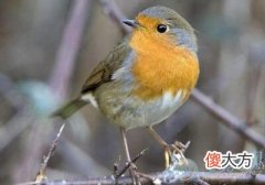 梦见知更鸟(图文)
