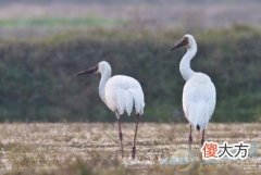 梦见白鹤(图文)