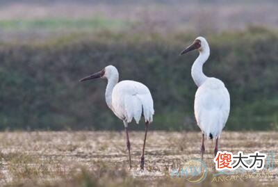 梦见白鹤(图文)