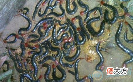 梦见好多蜈蚣(图文)