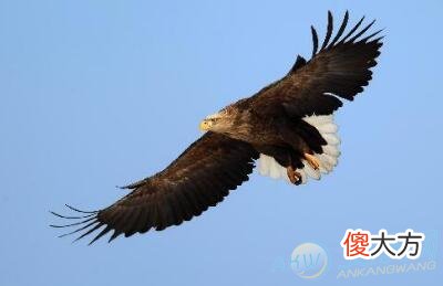 梦见鹏鸟(图文)