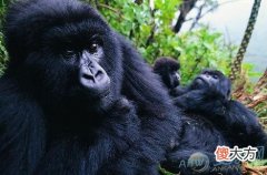 梦见猩猩(图文)
