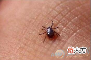 如何解读梦见虫子爬到身上？结合现实来看(图文)