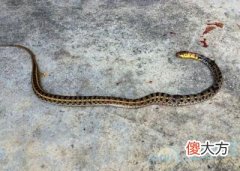 梦见蛇被打死(图文)
