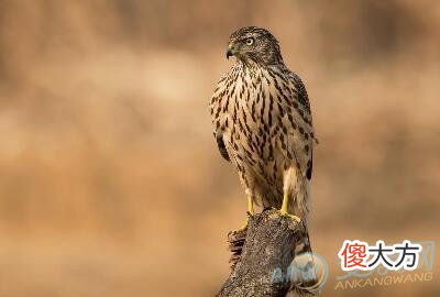 梦见苍鹰(图文)