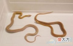 孕妇梦见一对蛇好不好(图文)
