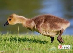 孕妇梦见鸭子好不好(图文)