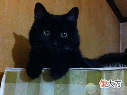 做梦梦见猫死了好不好？从梦境变化来看(图文)