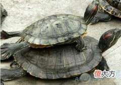 详解梦见好多乌龟的含义特点(图文)