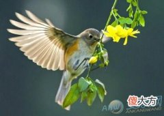 孕妇梦见鸟(图文)