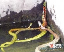 梦见在水里被蛇咬有着怎样的含义特点？(图文)