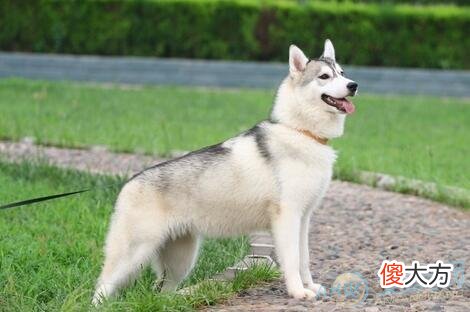 梦见疯狗(图文)