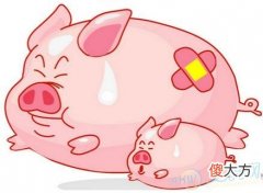 梦见大肥猪(图文)