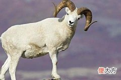 属羊月份命运解析