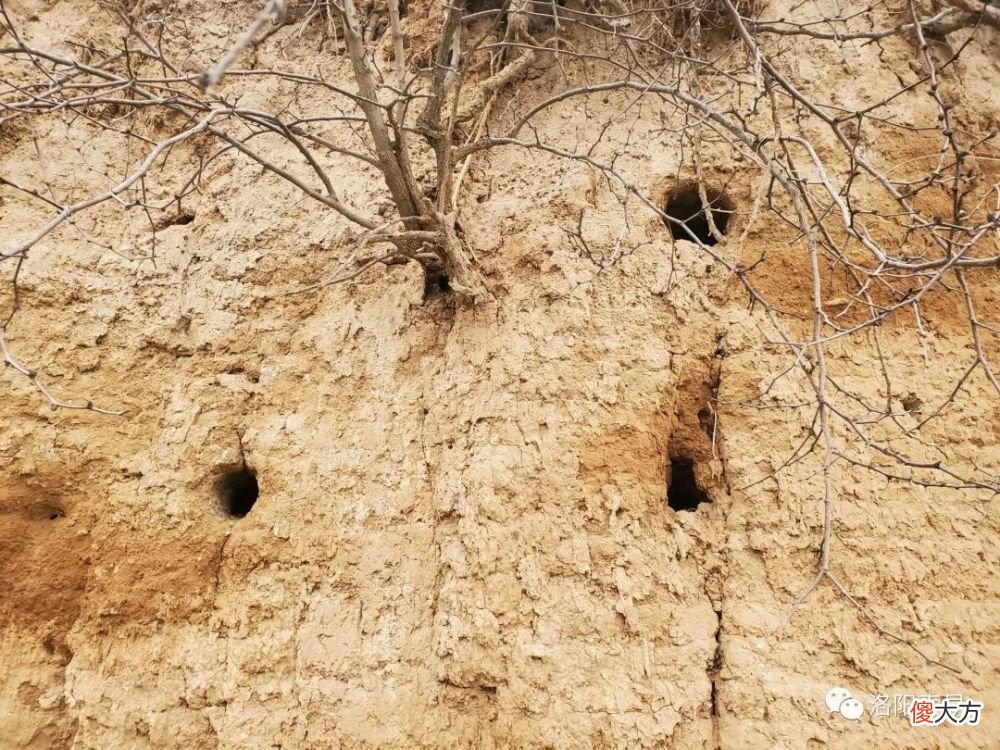 【爱历史】周敬王扩建洛阳成周城