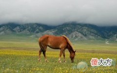 梦见野马(图文)