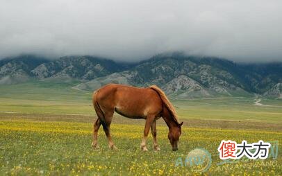 梦见野马(图文)