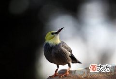 梦见金丝鸟(图文)