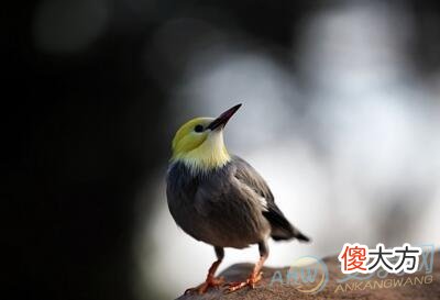 梦见金丝鸟(图文)