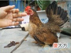 梦见矮脚鸡(图文)