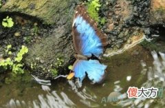 梦见断了翅膀的蝴蝶(图文)