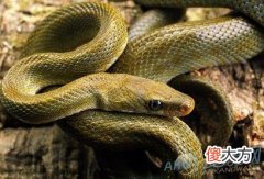 做梦梦到蛇什么意思(图文)
