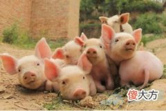 孕妇梦见猪好不好(图文)