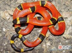 梦见被红蛇咬(图文)